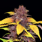 Nasiona marihuany Purple Lemonade Auto Fast Buds