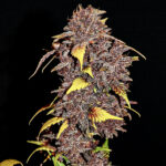 Nasiona marihuany Purple Lemonade Auto Fast Buds