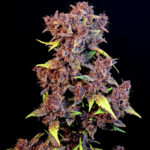 Nasiona marihuany Purple Lemonade Auto Fast Buds