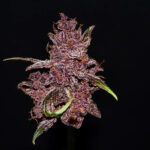 Nasiona marihuany Purple Lemonade Auto Fast Buds