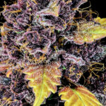Nasiona marihuany Purple Lemonade Auto Fast Buds