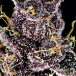 Nasiona marihuany Purple Lemonade Auto Fast Buds