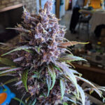 Nasiona marihuany Purple Lemonade Auto Fast Buds