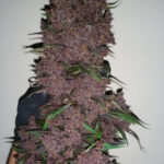 Nasiona marihuany Purple Lemonade Auto Fast Buds