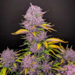 Nasiona marihuany Purple Lemonade Auto Fast Buds