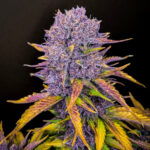Nasiona marihuany Purple Lemonade Auto Fast Buds
