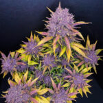 Nasiona marihuany Purple Lemonade Auto Fast Buds