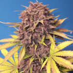 Nasiona marihuany Purple Lemonade Auto Fast Buds