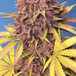 Nasiona marihuany Purple Lemonade Auto Fast Buds