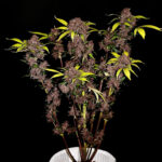 Nasiona marihuany Purple Lemonade Auto Fast Buds