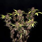 Nasiona marihuany Purple Lemonade Auto Fast Buds