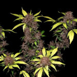 Nasiona marihuany Purple Lemonade Auto Fast Buds
