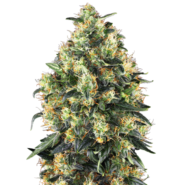 nasiona_marihuany_super_skunk_auto_sensi_seeds Nasiona marihuany Super Skunk Auto Sensi Seeds