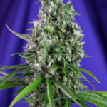 Nasiona marihuany Sweet Trainwreck Auto Sweet Seeds