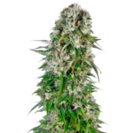 Nasiona marihuany Big Bud Auto Sensi Seeds