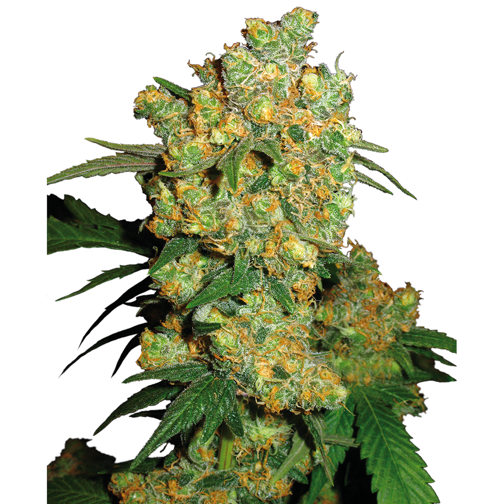 Nasiona marihuany Big Bud feminizowane Sensi Seeds