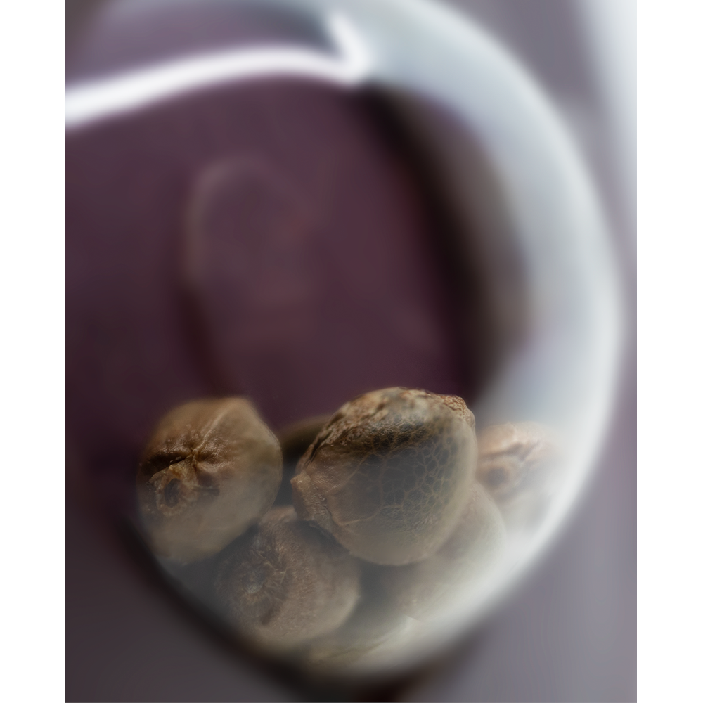 nasiona_marihuany_big_bud_sensi_seeds_5