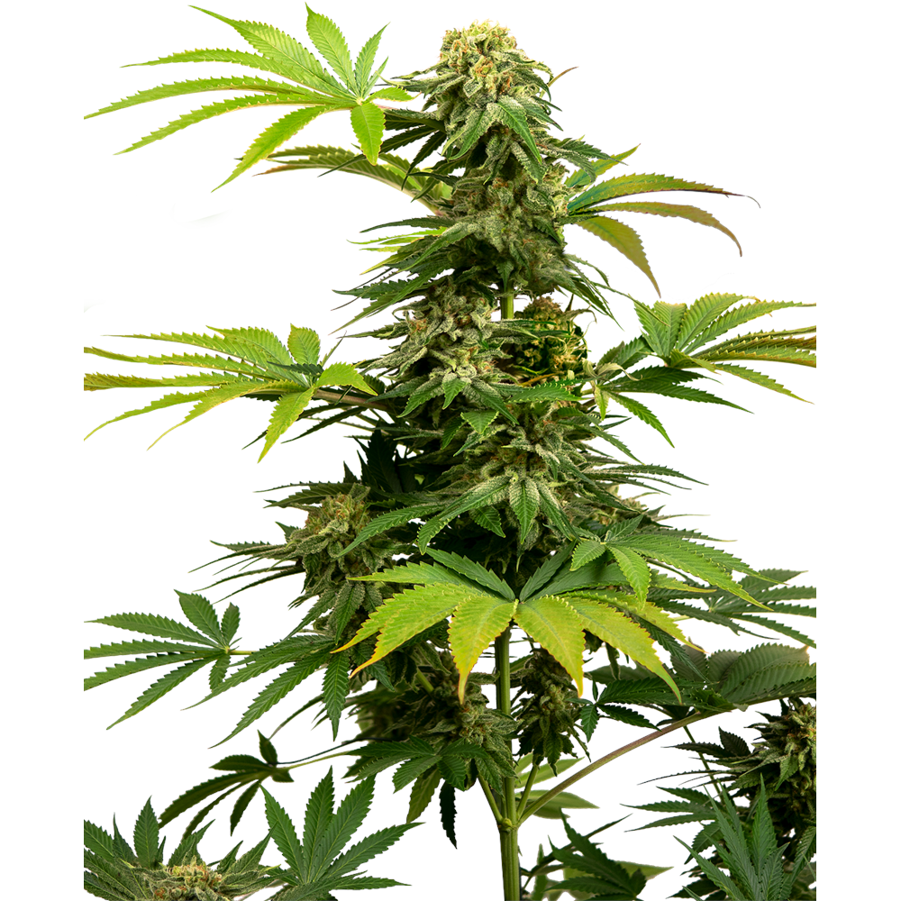 Nasiona marihuany Black Harlequin feminizowane Sensi Seeds