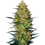 Nasiona marihuany Caramellow Kush Auto Sensi Seeds