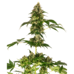 Nasiona marihuany Cobalt Haze feminizowane Sensi Seeds