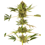 Nasiona marihuany Himalayan CBD feminizowane Sensi Seeds