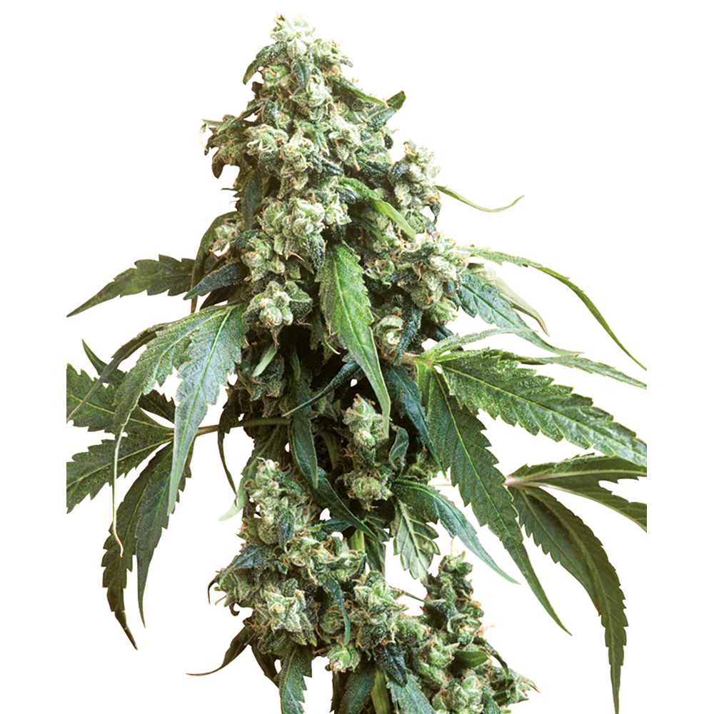 Nasiona marihuany Jack Flash #5 feminizowane Sensi Seeds