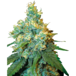 Nasiona marihuany Jack Herer feminizowane Sensi Seeds