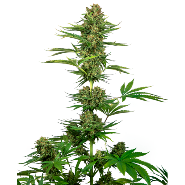 Nasiona marihuany Satin Black Domina CBD feminizowane Sensi Seeds