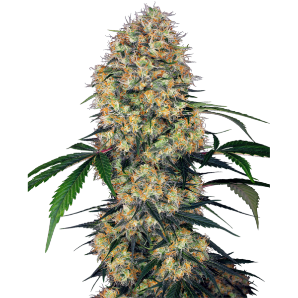 nasiona_marihuany_sensi_amnesia_xxl_auto_sensi_seeds Nasiona marihuany Sensi Amnesia XXL Auto Sensi Seeds