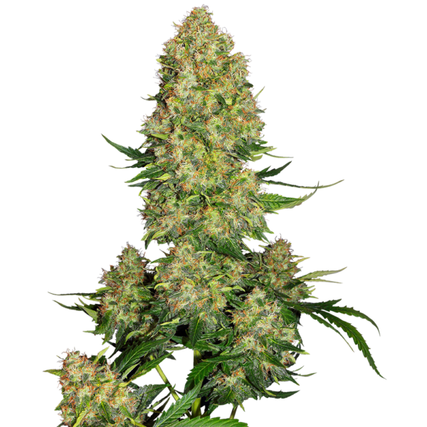 nasiona_marihuany_skunk_#1_auto_sensi_seeds Nasiona marihuany Skunk #1 Auto Sensi Seeds