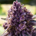 Nasiona marihuany Dankberry Feminized Anesia Seeds