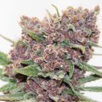 Nasiona marihuany Gelato Dream Feminized Anesia Seeds