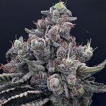 Nasiona marihuany Mob Boss Feminized Anesia Seeds