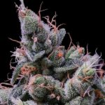 Nasiona marihuany Strawberry Kush Feminized Anesia Seeds