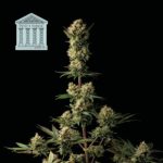 Nasiona marihuany Peyote Forum Feminized Seedsman