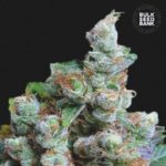 Nasiona marihuany NBA Diesel Feminized Bulk Seed Bank