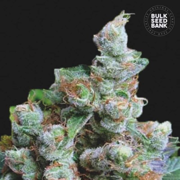 Nasiona marihuany NBA Diesel Feminized Bulk Seed Bank
