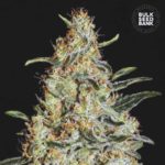 Nasiona marihuany New's Haze Feminized Bulk Seed Bank