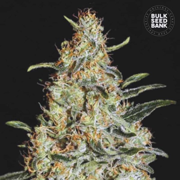 Nasiona marihuany New's Haze Feminized Bulk Seed Bank