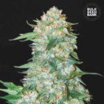 Nasiona marihuany OG Kush Feminized Bulk Seed Bank