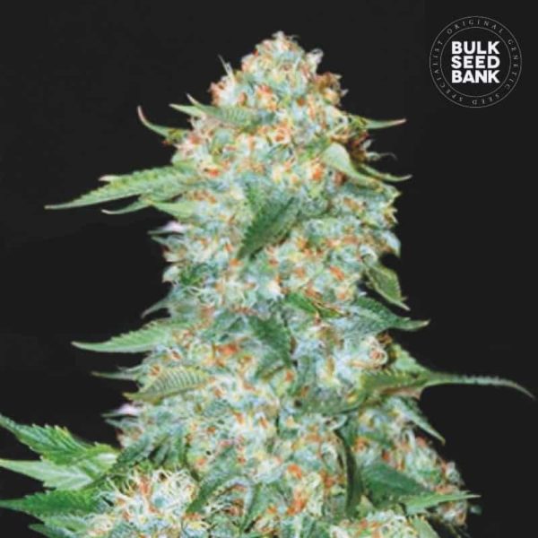 Nasiona marihuany OG Kush Feminized Bulk Seed Bank