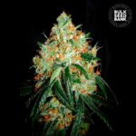 Nasiona marihuany Original Orange Bud Feminized Bulk Seed Bank