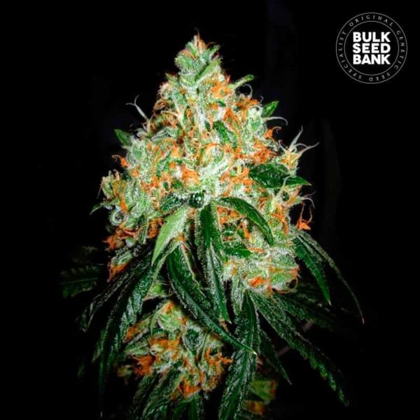 Nasiona marihuany Original Orange Bud Feminized Bulk Seed Bank