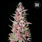 Nasiona marihuany Purple Glam Kush Feminized Bulk Seed Bank