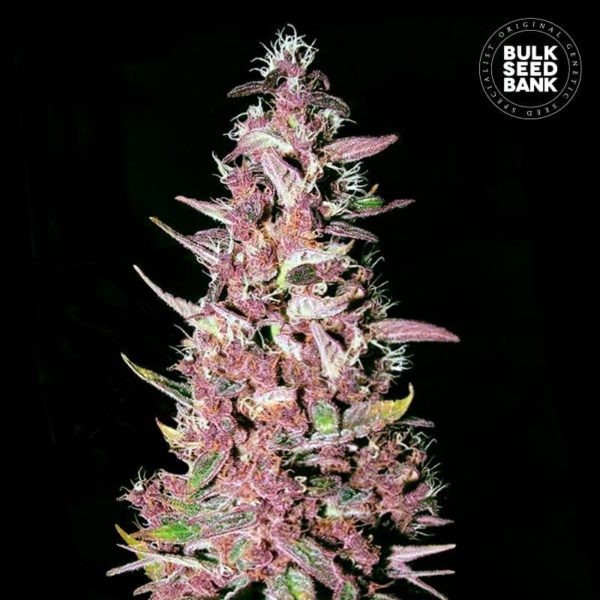 Nasiona marihuany Purple Glam Kush Feminized Bulk Seed Bank