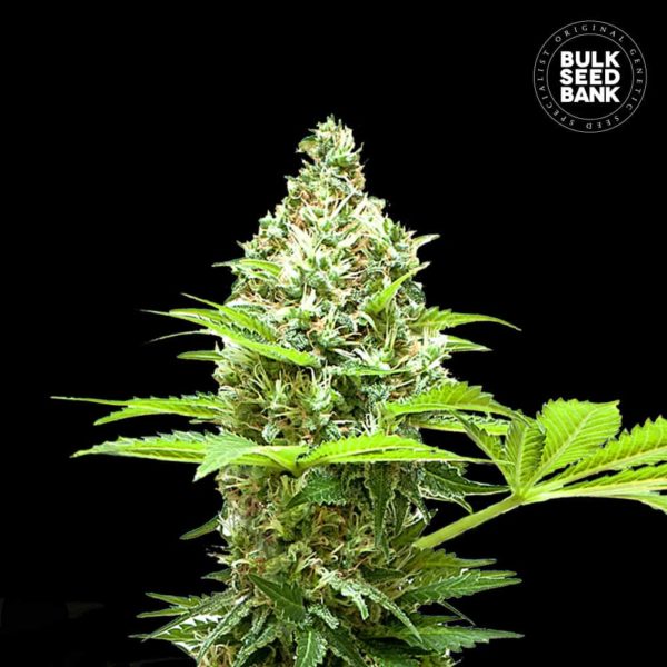 Nasiona marihuany Sherbet Power Feminized Bulk Seed Bank