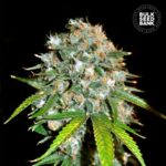 Nasiona marihuany Skunk #99 Feminized Bulk Seed Bank
