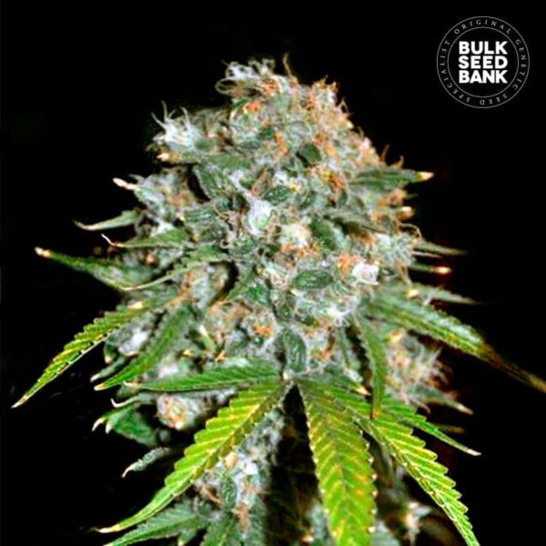 Nasiona marihuany Skunk #99 Feminized Bulk Seed Bank