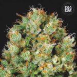 Nasiona marihuany Sour Diesel Feminized Bulk Seed Bank