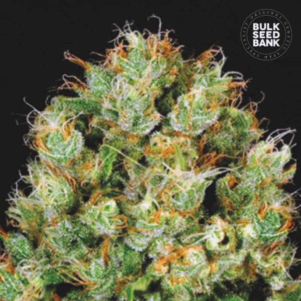 Nasiona marihuany Sour Diesel Feminized Bulk Seed Bank